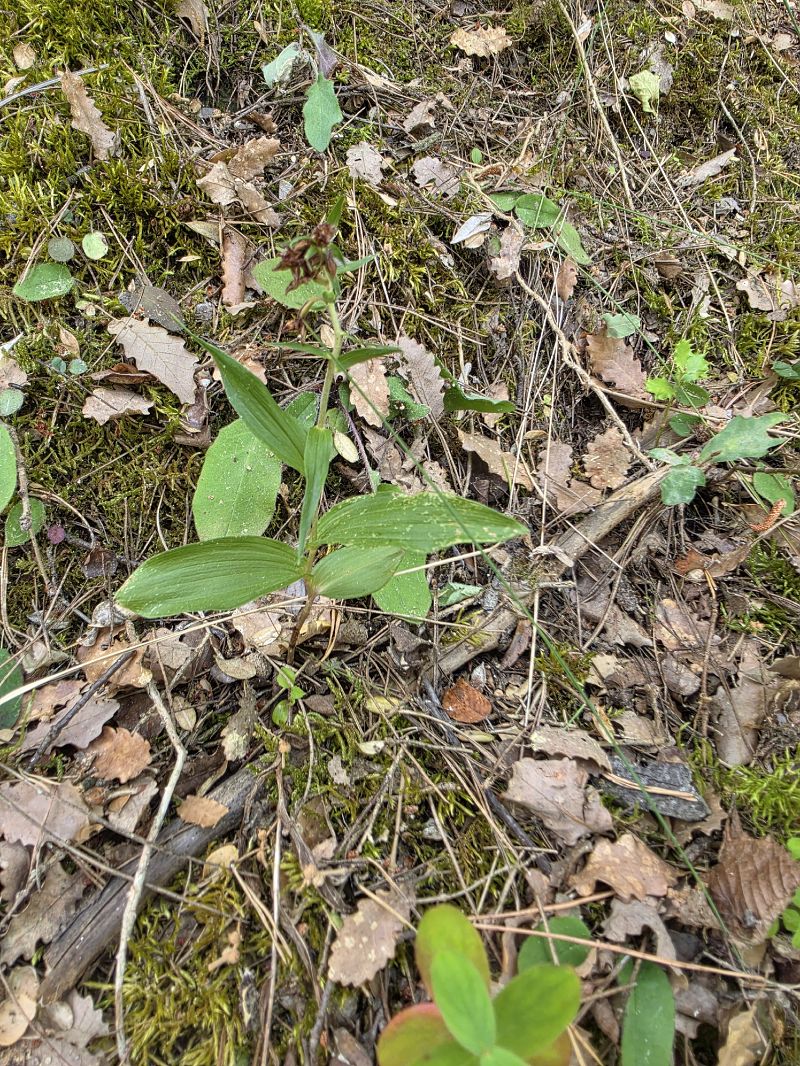 Epipactis sp.  - Andreu Canut i Font