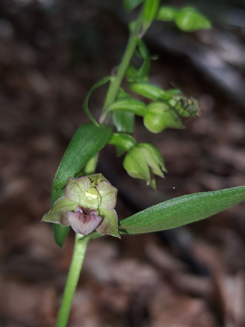 Epipactis helleborine var. minor  - Emmanuel Cosson