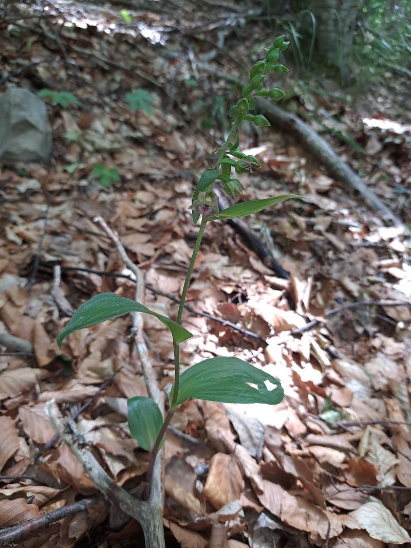 Epipactis helleborine var. minor  - Emmanuel Cosson