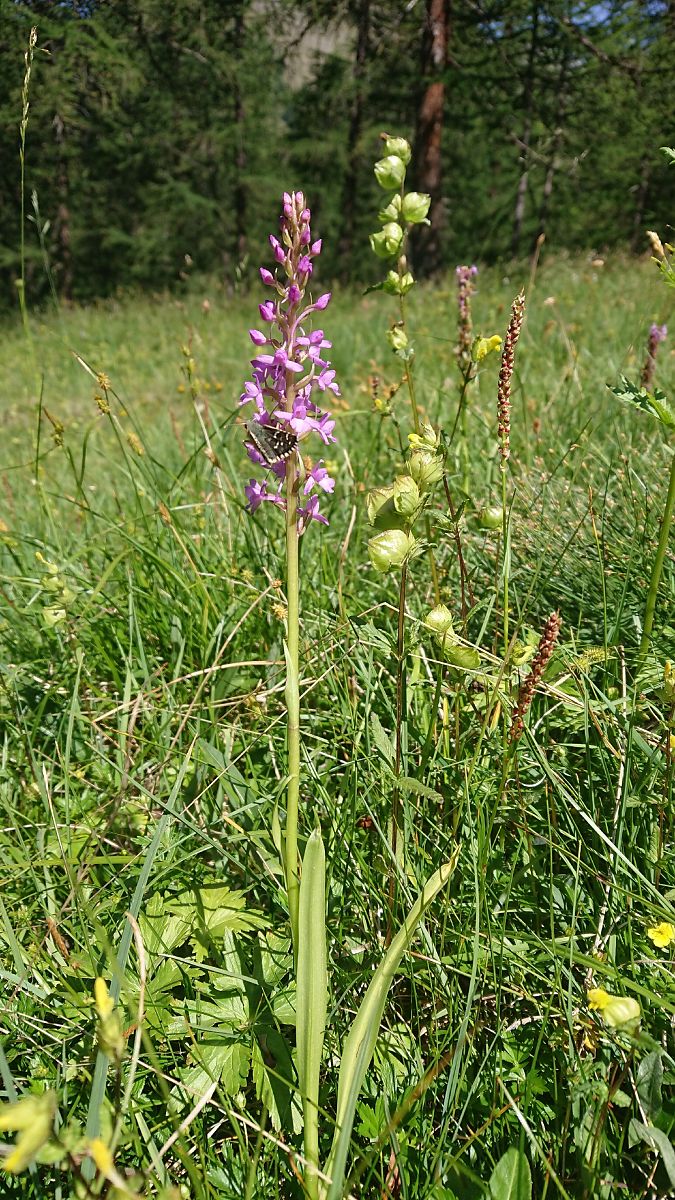 Gymnadenia conopsea  - Pernot Jean-Claude