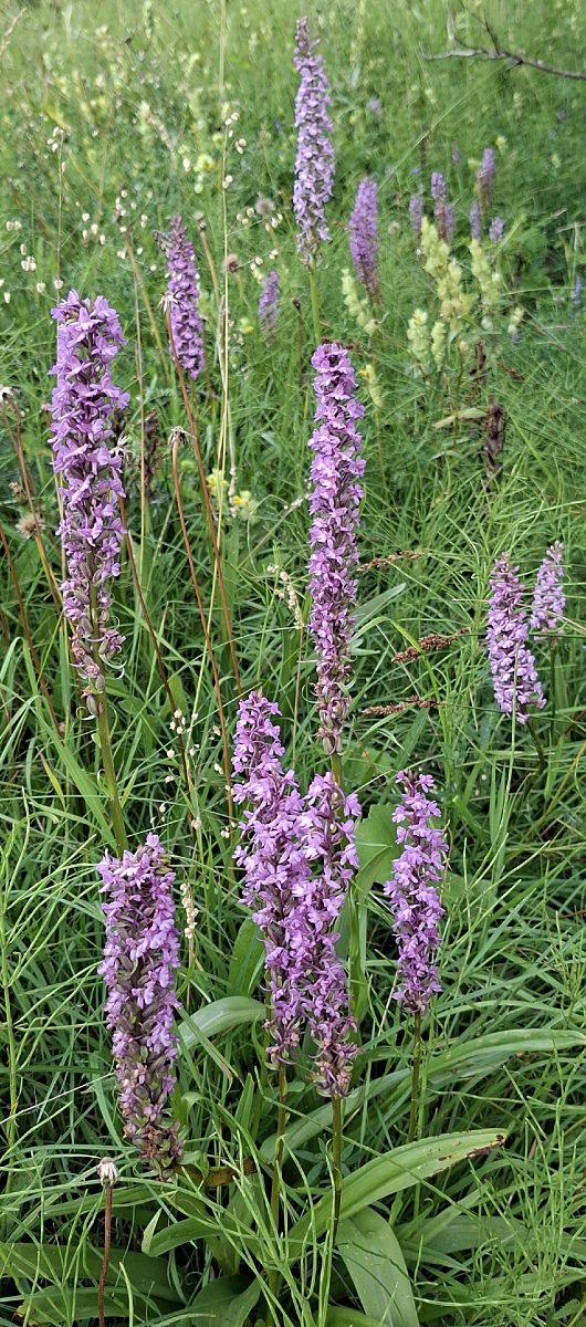 Gymnadenia conopsea 