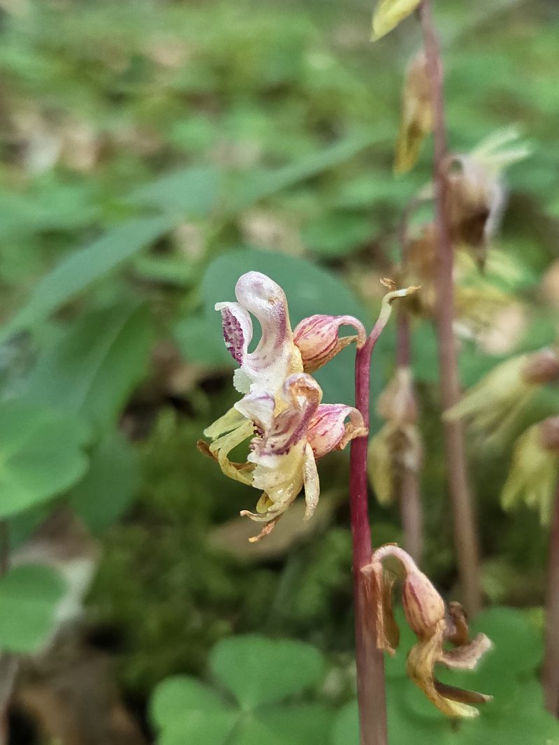 Epipogium aphyllum  - Patrick Mathiot
