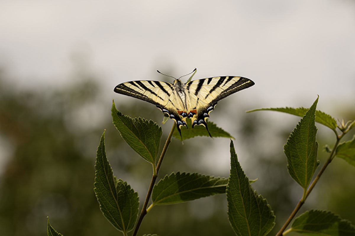 Iphiclides podalirius  - Paola Bressan