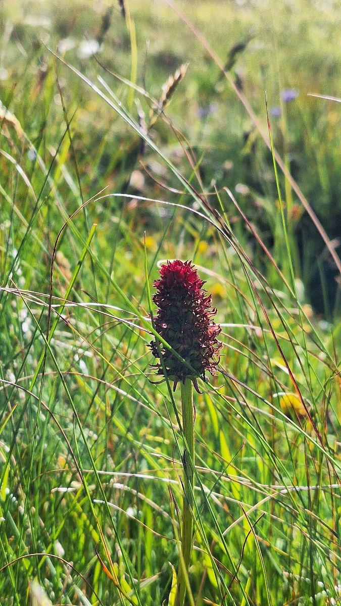 Gymnadenia rhellicani var. cenisia  - Yohan Le Goff