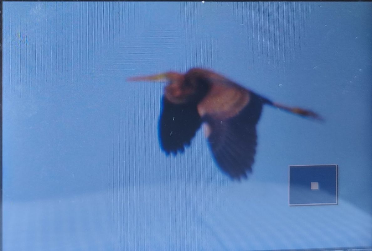 Purple Heron  - Tadeusz Sobuś