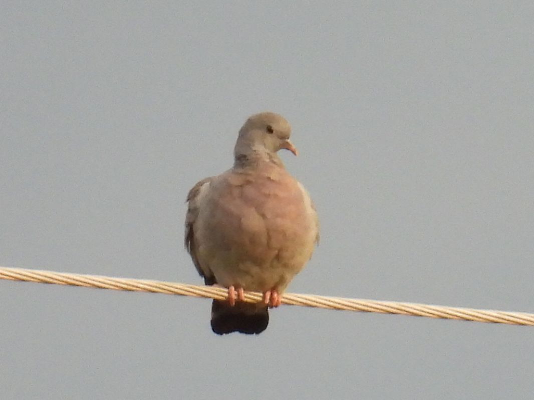 Pigeon colombin  - Kacper Mikulski