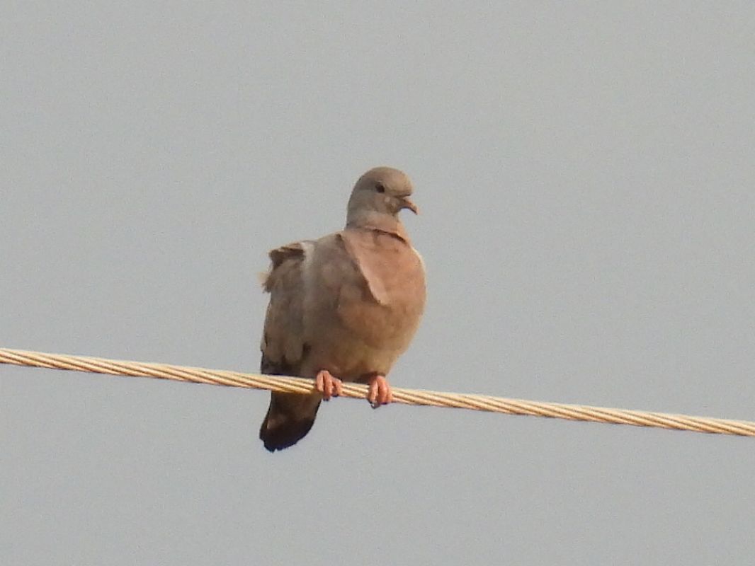 Pigeon colombin  - Kacper Mikulski
