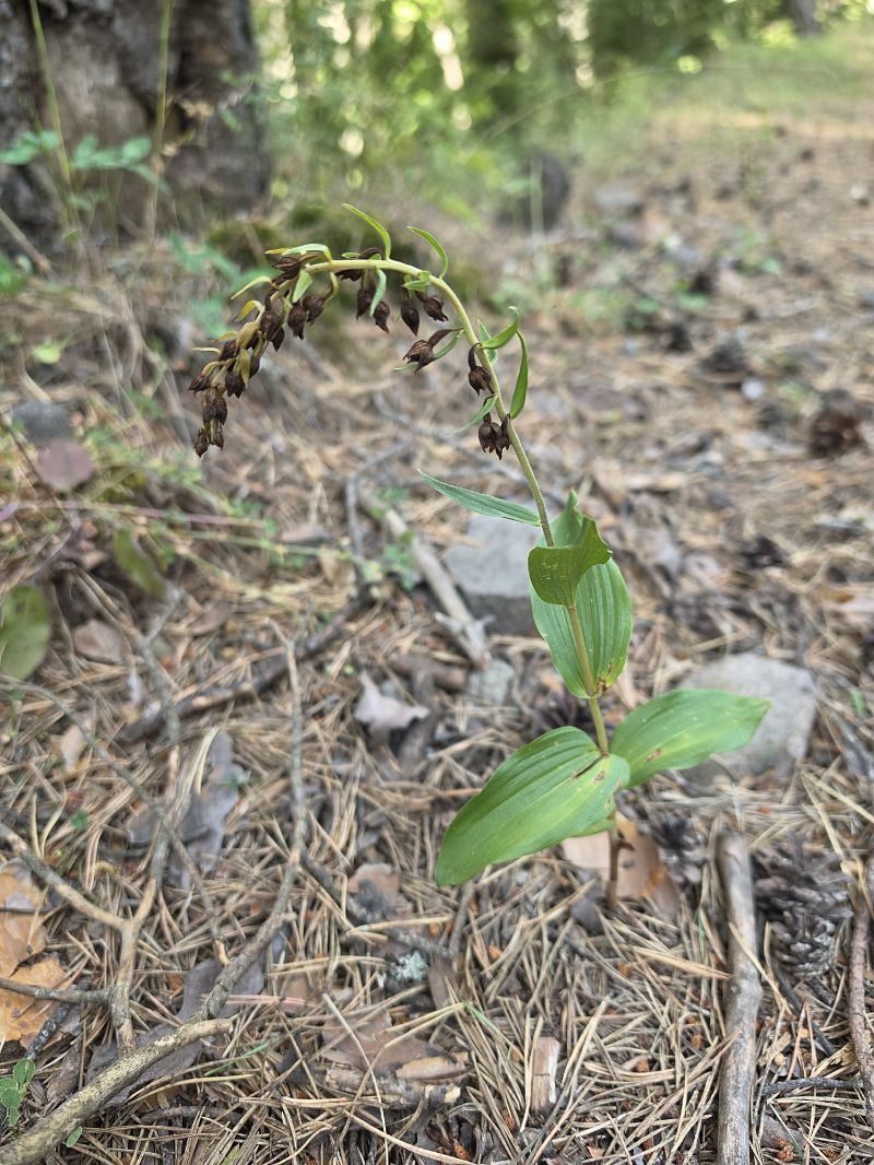 Epipactis sp.  - Andreu Canut i Font