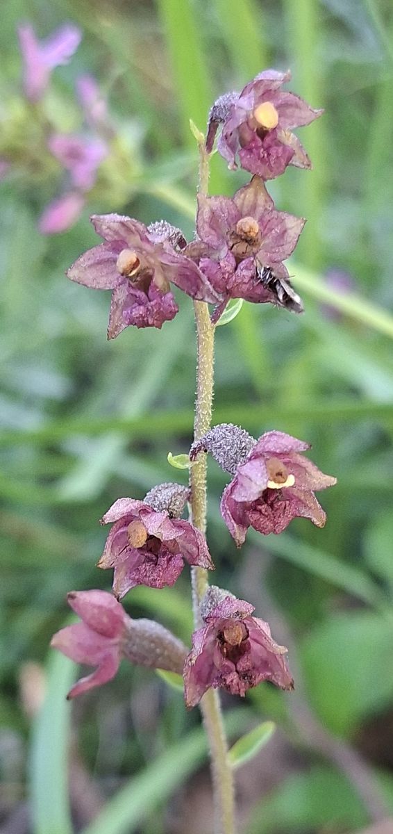 Epipactis atrorubens 
