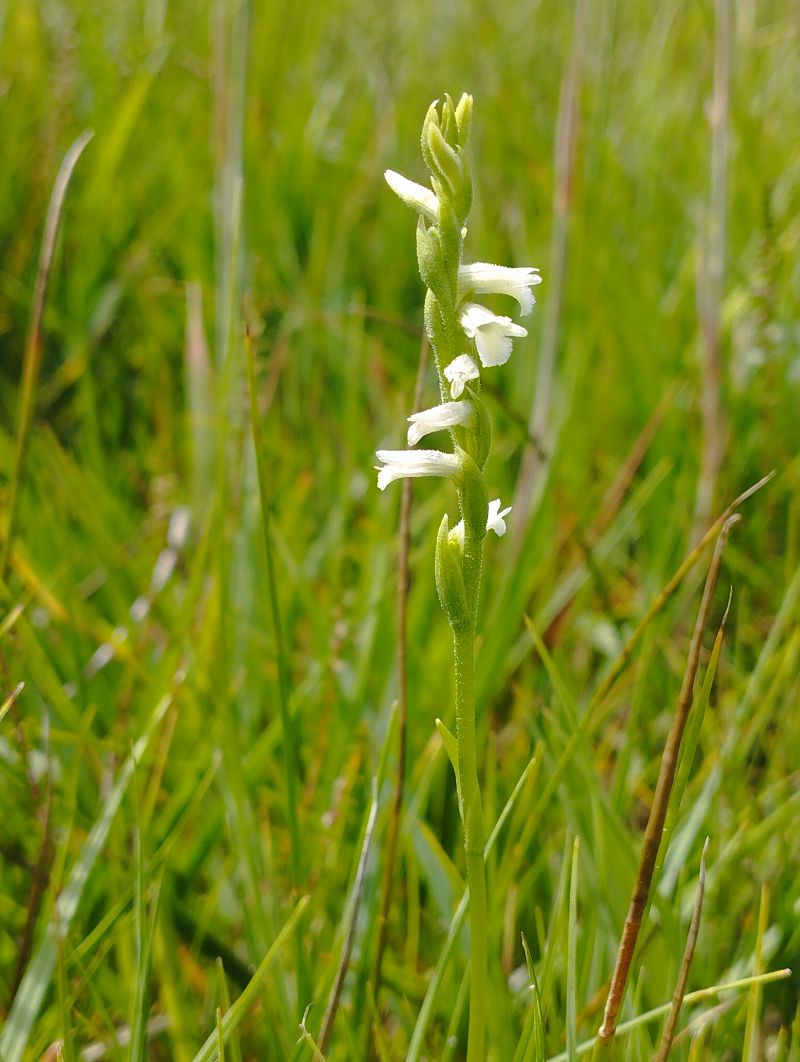 Spiranthes aestivalis  - Gérard Joseph