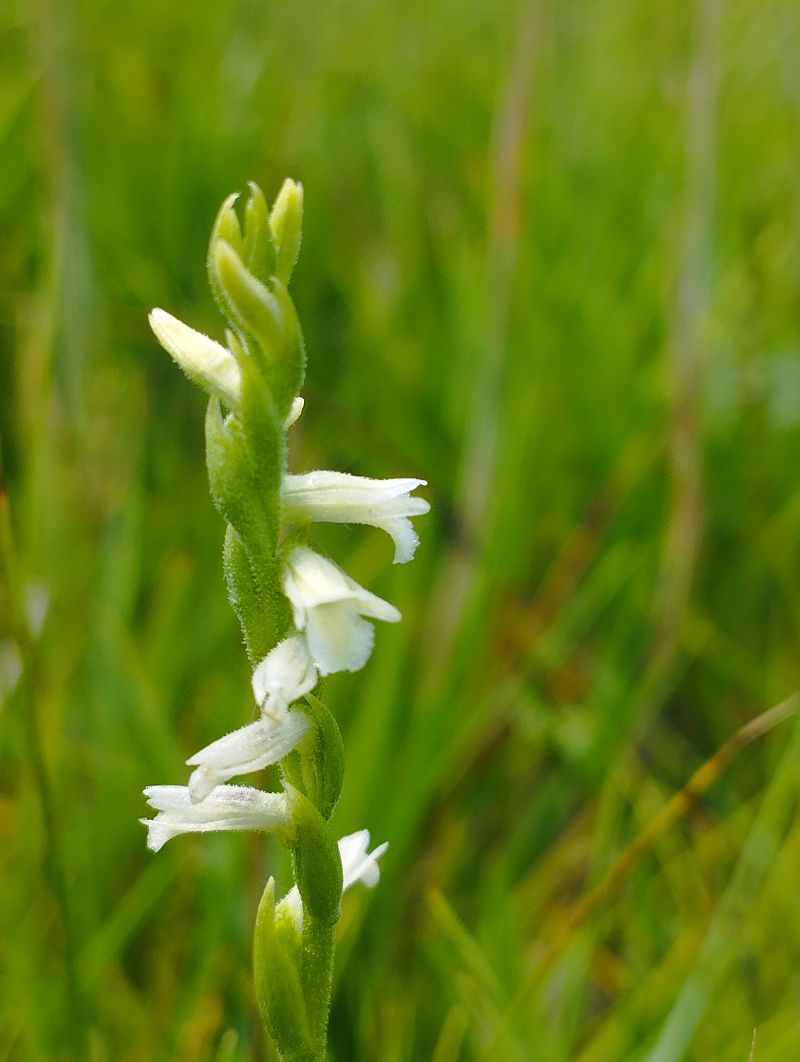 Spiranthes aestivalis  - Gérard Joseph
