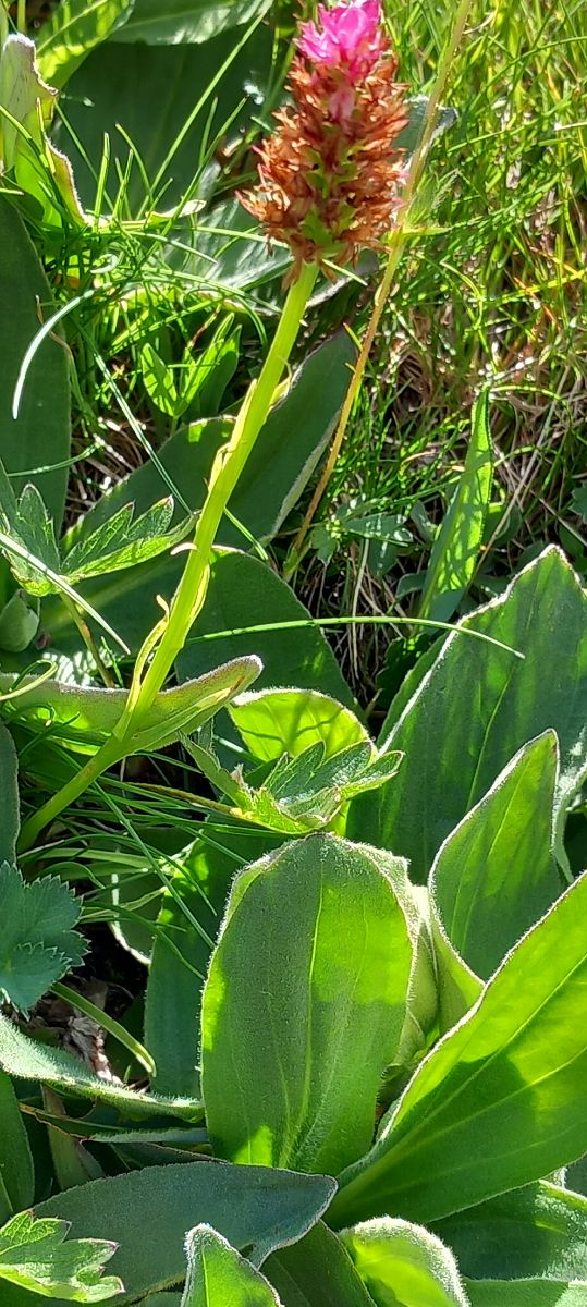 Nigritella rhellicanii  - Gerard Chassan