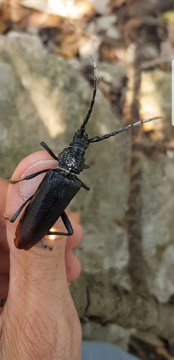 Cerambyx cerdo  - Giuseppe Di Lieto