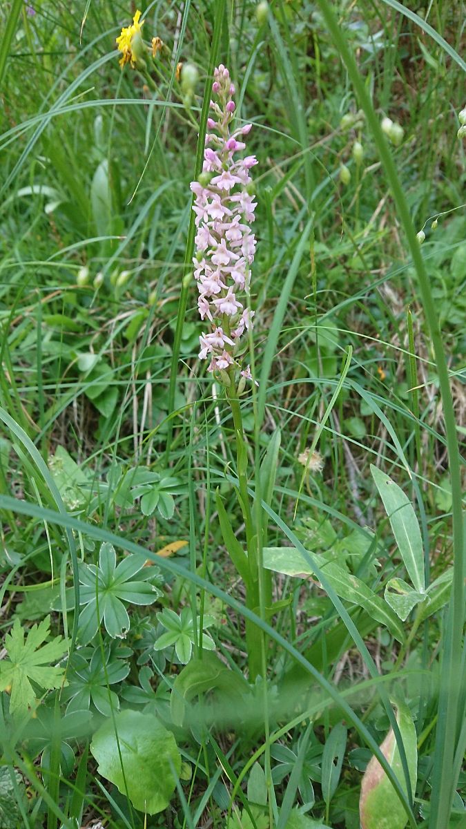 Gymnadenia conopsea  - Pernot Jean-Claude