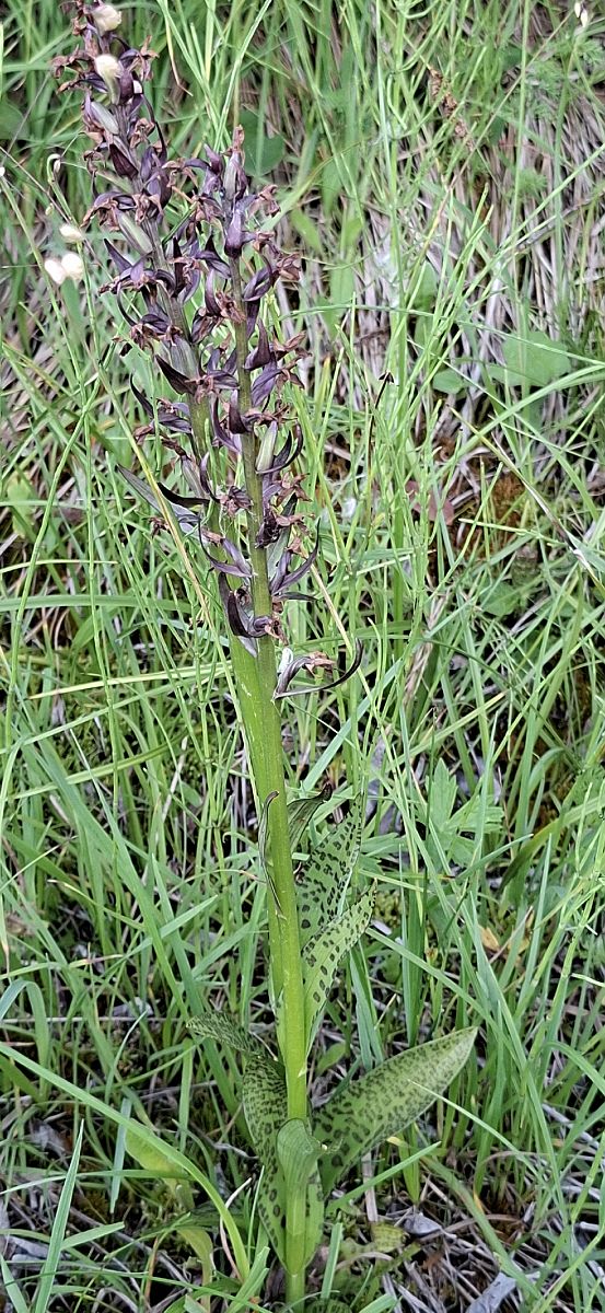 Dactylorhiza majalis 