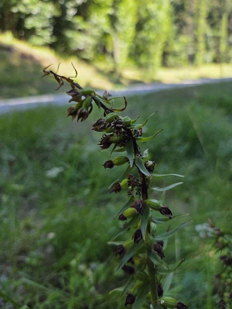 Epipactis helleborine var. minor  - Patrick Mathiot