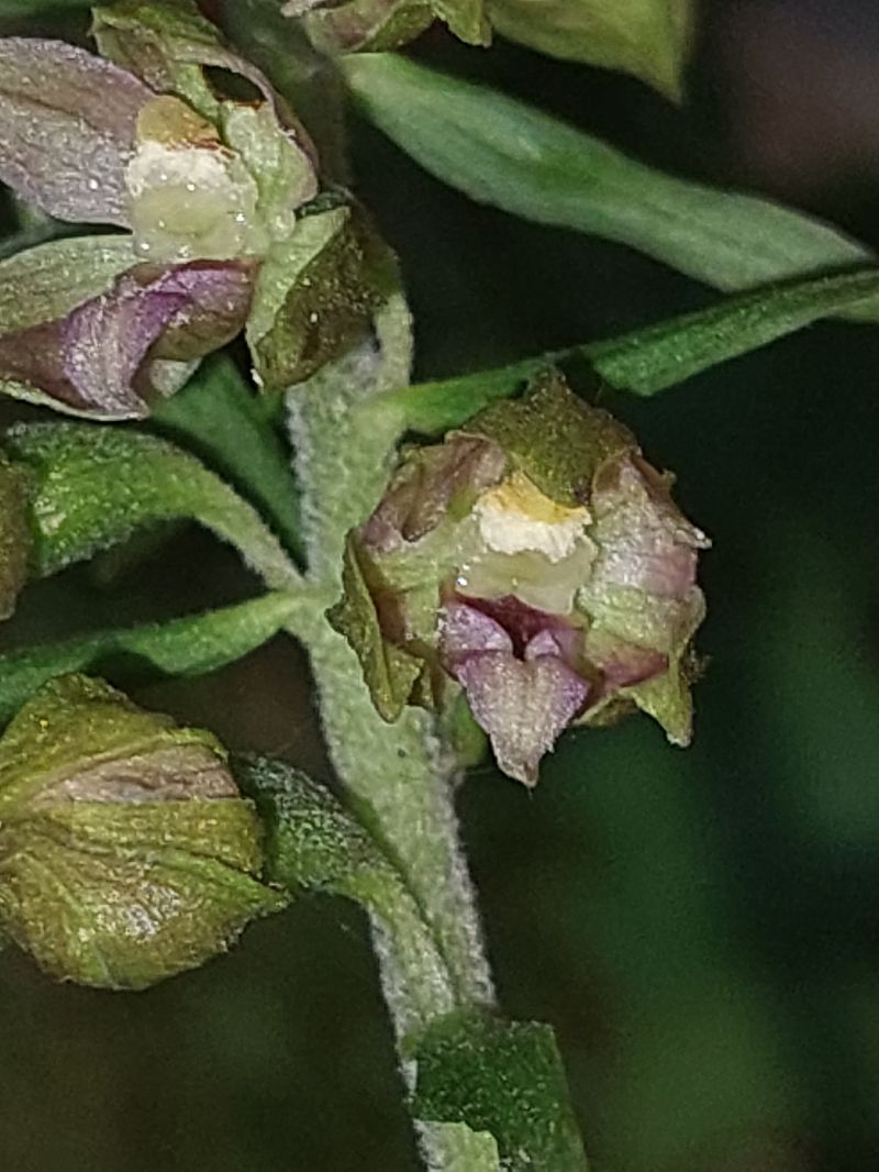 Epipactis leptochila  - Bernard Sonnerat