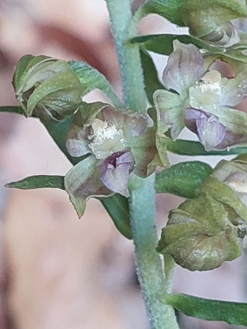 Epipactis leptochila  - Bernard Sonnerat