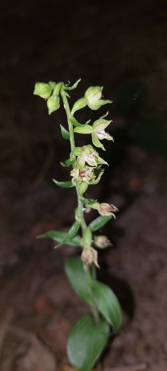 Epipactis fibri  - Bernard Sonnerat