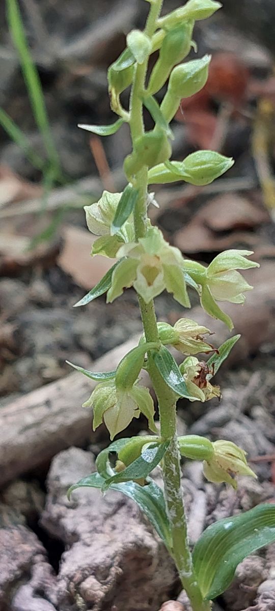 Epipactis fibri  - Bernard Sonnerat