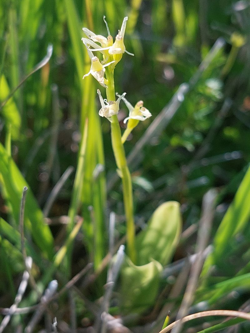 Liparis loeselii  - Bernard Sonnerat