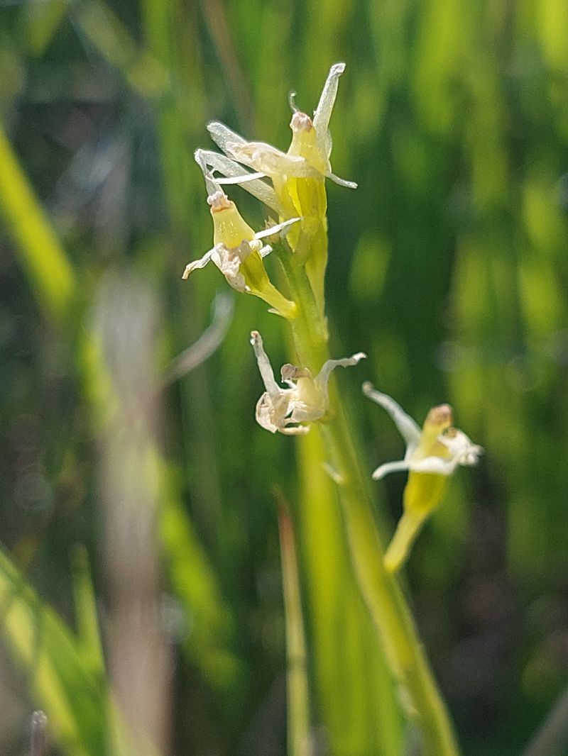 Liparis loeselii  - Bernard Sonnerat
