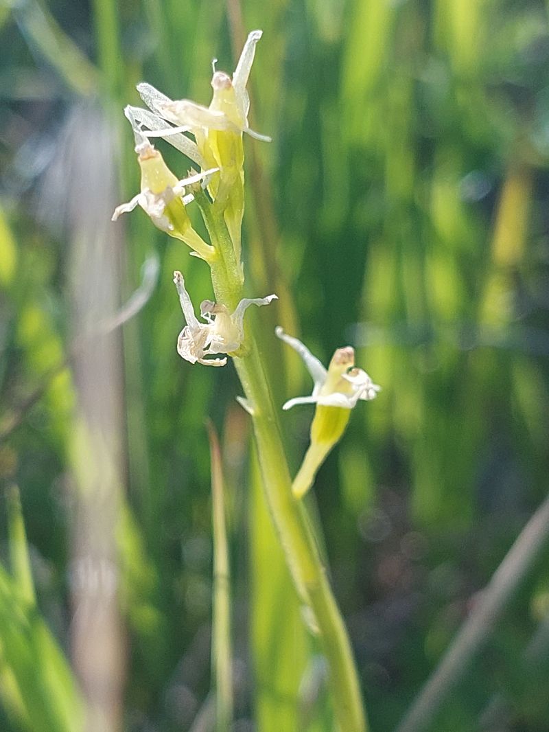 Liparis loeselii  - Bernard Sonnerat