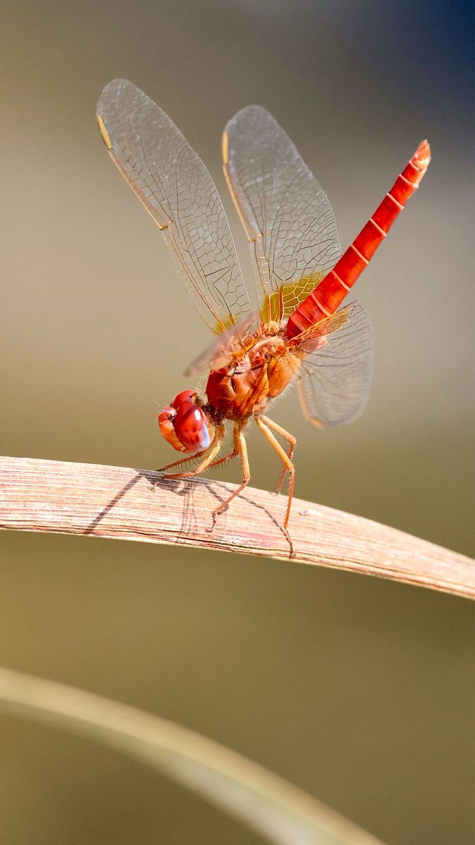Crocothemis erythraea  - Andrea Galimberti