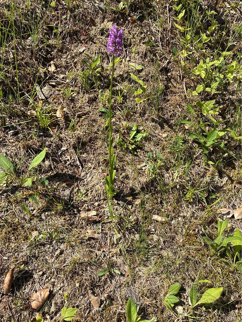 Gymnadenia conopsea  - Michel Camus
