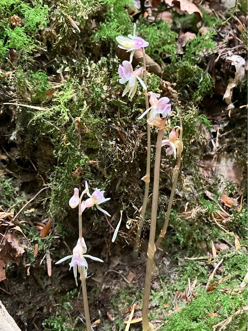 Epipogium aphyllum  - Florent de Gasperis