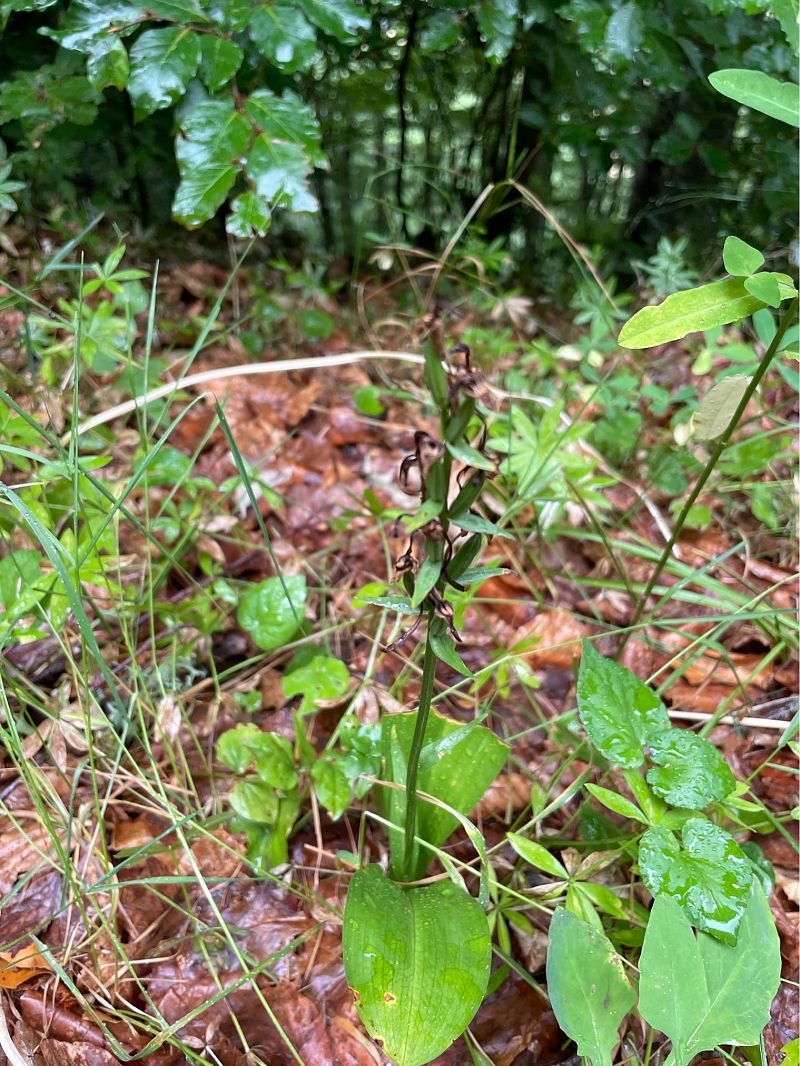 Epipactis helleborine  - Arthur Léonard