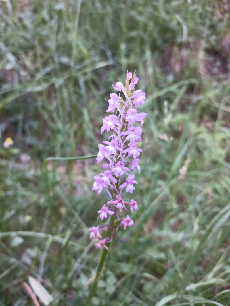 Gymnadenia conopsea  - Dolors Rodriguez