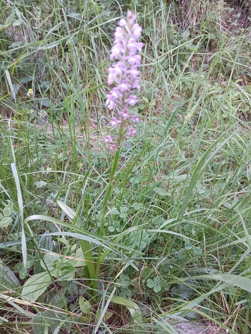Gymnadenia conopsea  - Dolors Rodriguez