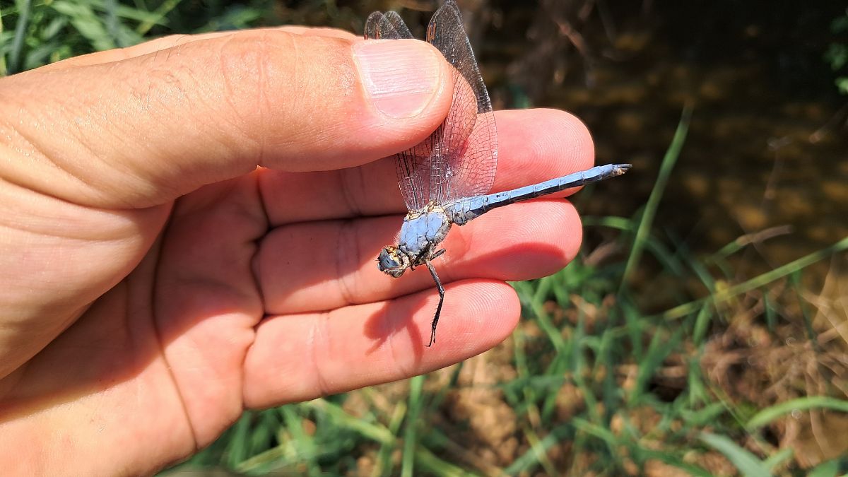 Orthetrum brunneum  - Roberto Fabbri