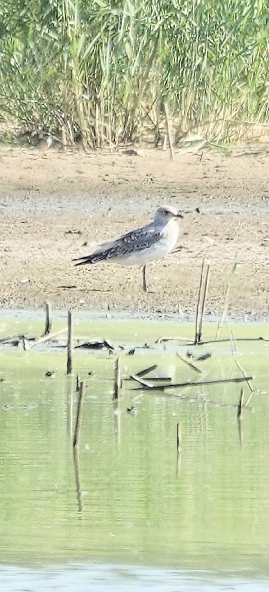 Mouette mélanocéphale  - Christine Ludwig