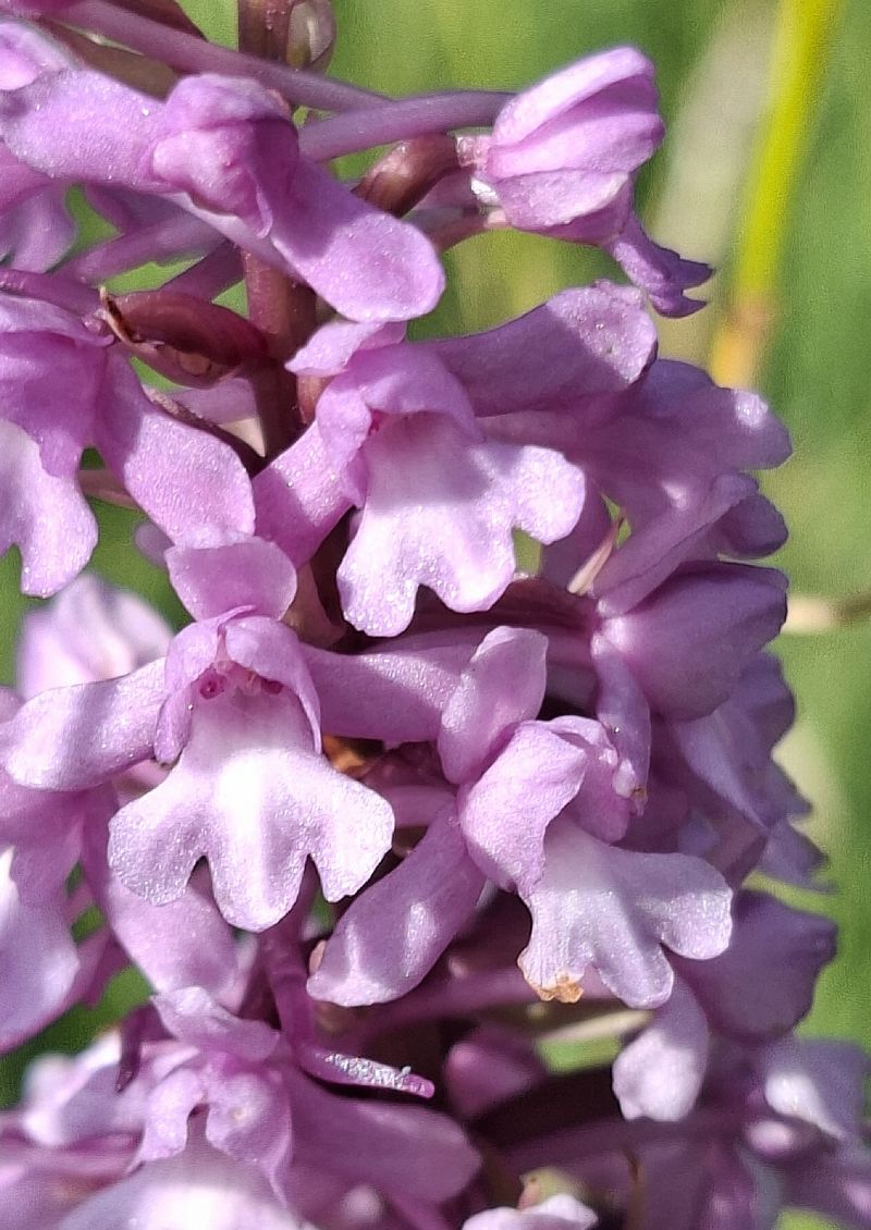 Gymnadenia conopsea 