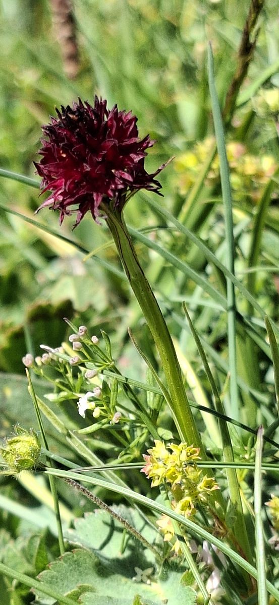 Gymnadenia rhellicani 