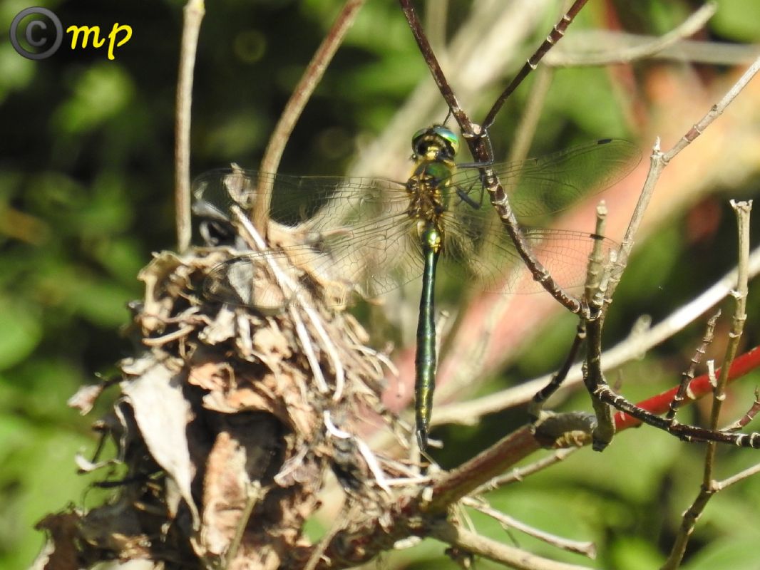 Somatochlora meridionalis  - Mario Paloni