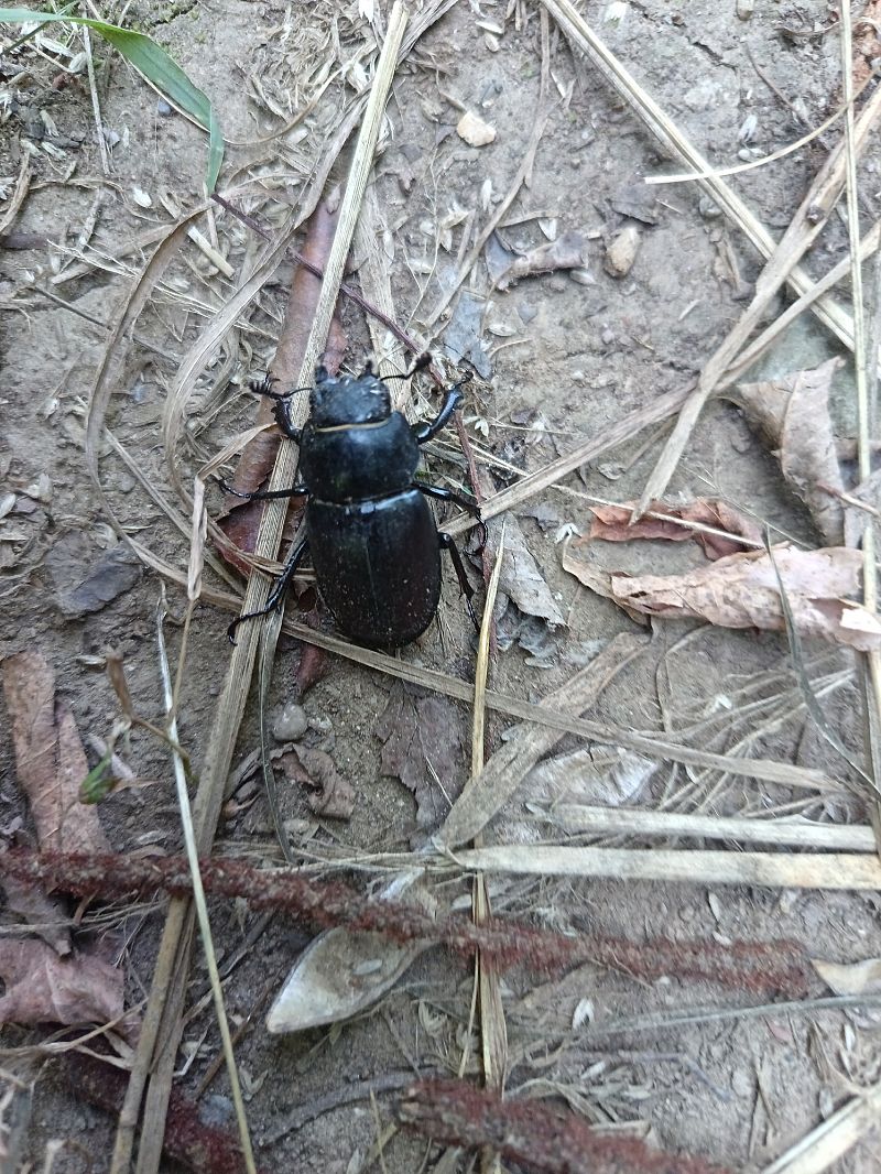 Lucanus cervus  - Tiziano Fiorenza (FVG)