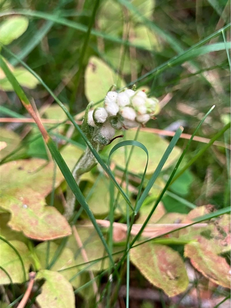 Goodyera repens  - Florent de Gasperis