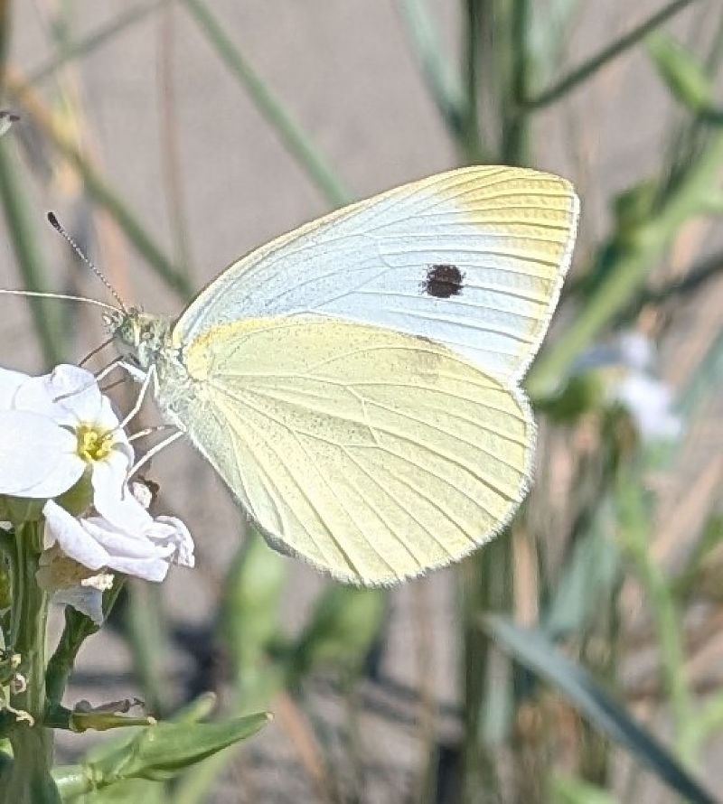 Pieris rapae  - Andrea Verdelli