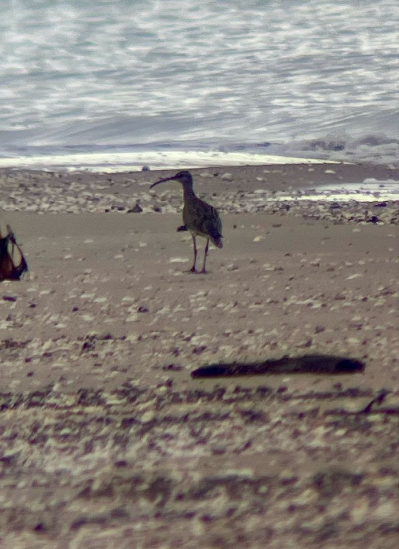 Eurasian Whimbrel  - Krzysztof Lis