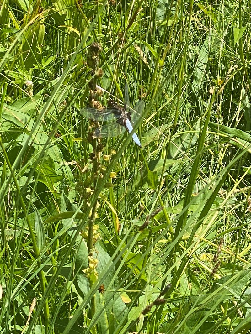 Libellula depressa  - Massimo Pettavino