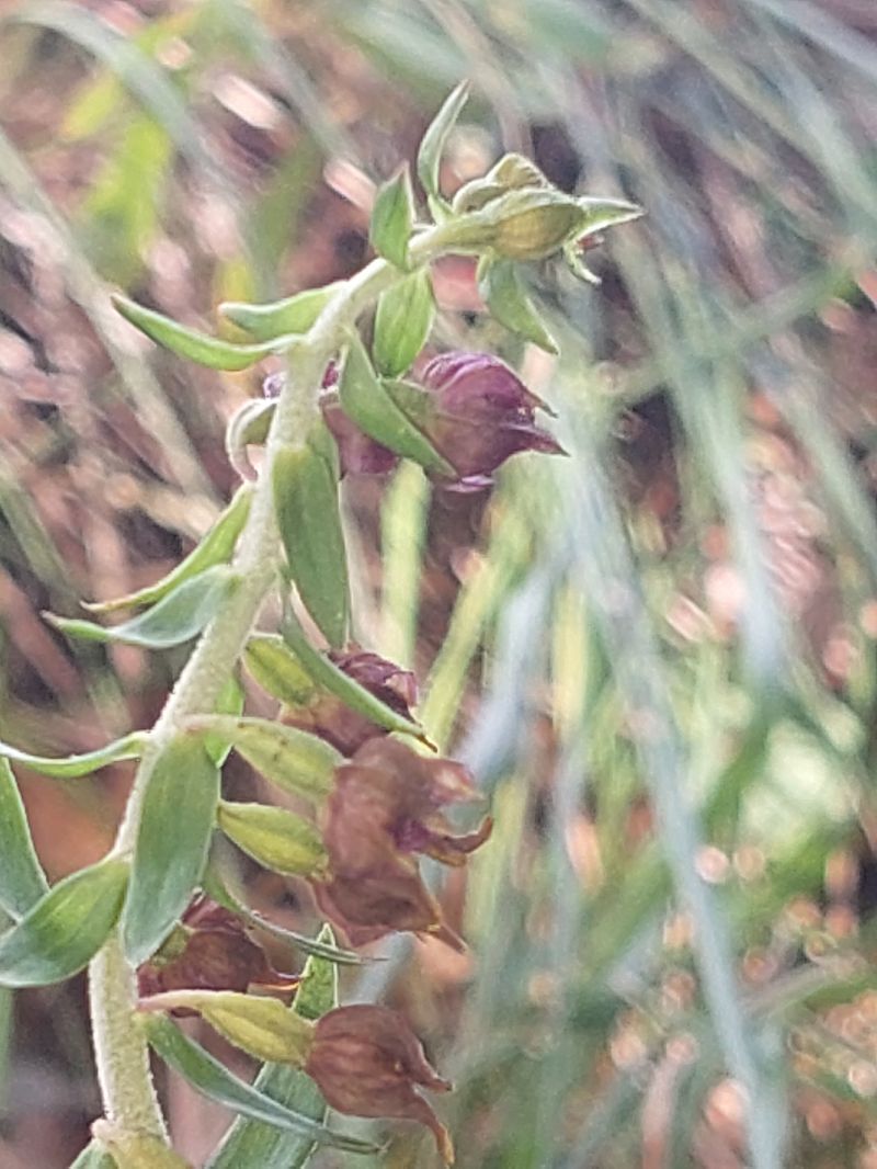 Epipactis placentina  - Bernard Sonnerat