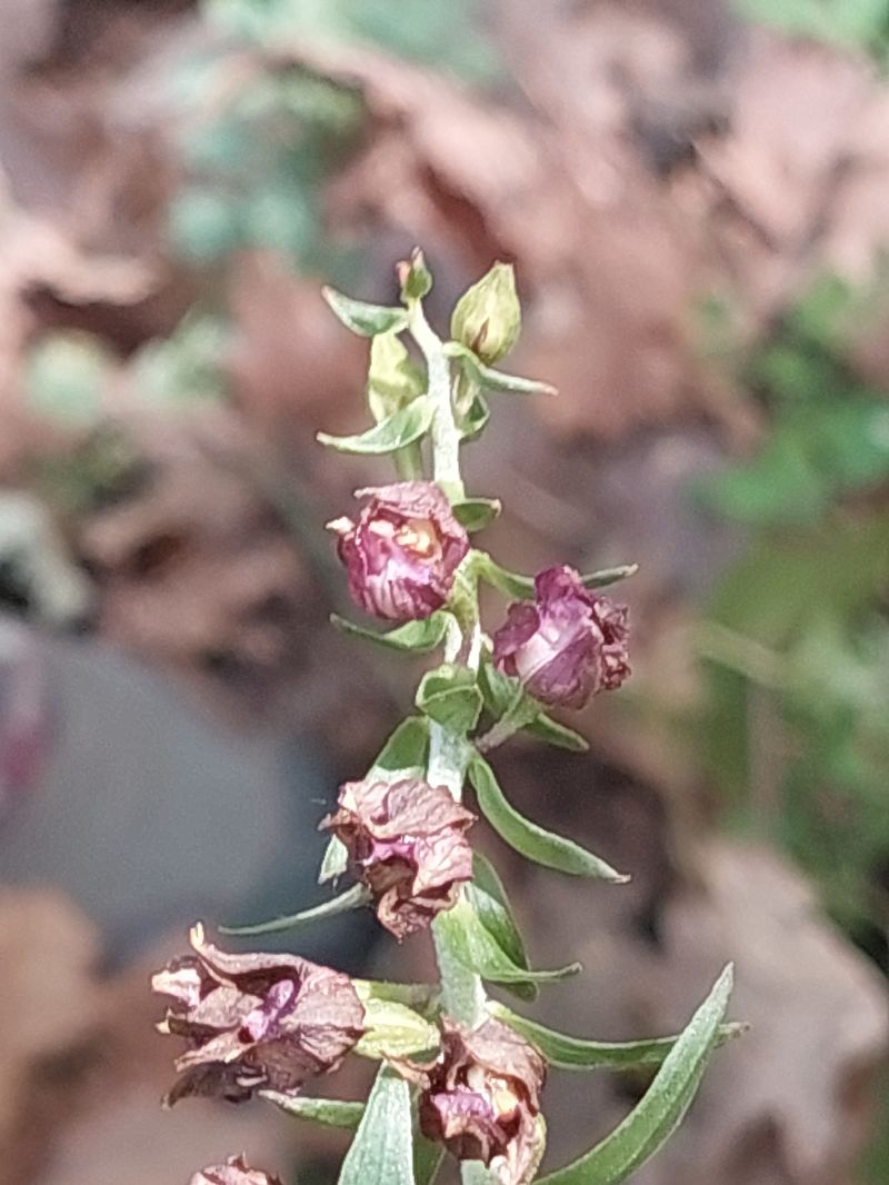 Epipactis placentina  - Bernard Sonnerat