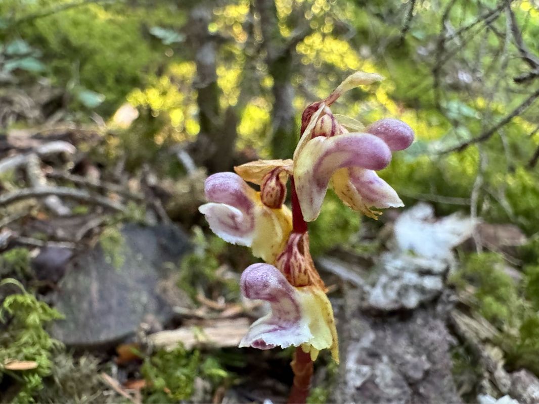 Epipogium aphyllum  - Philippe Lejamble