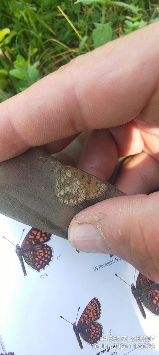 Melitaea athalia  - Luca Borghesio