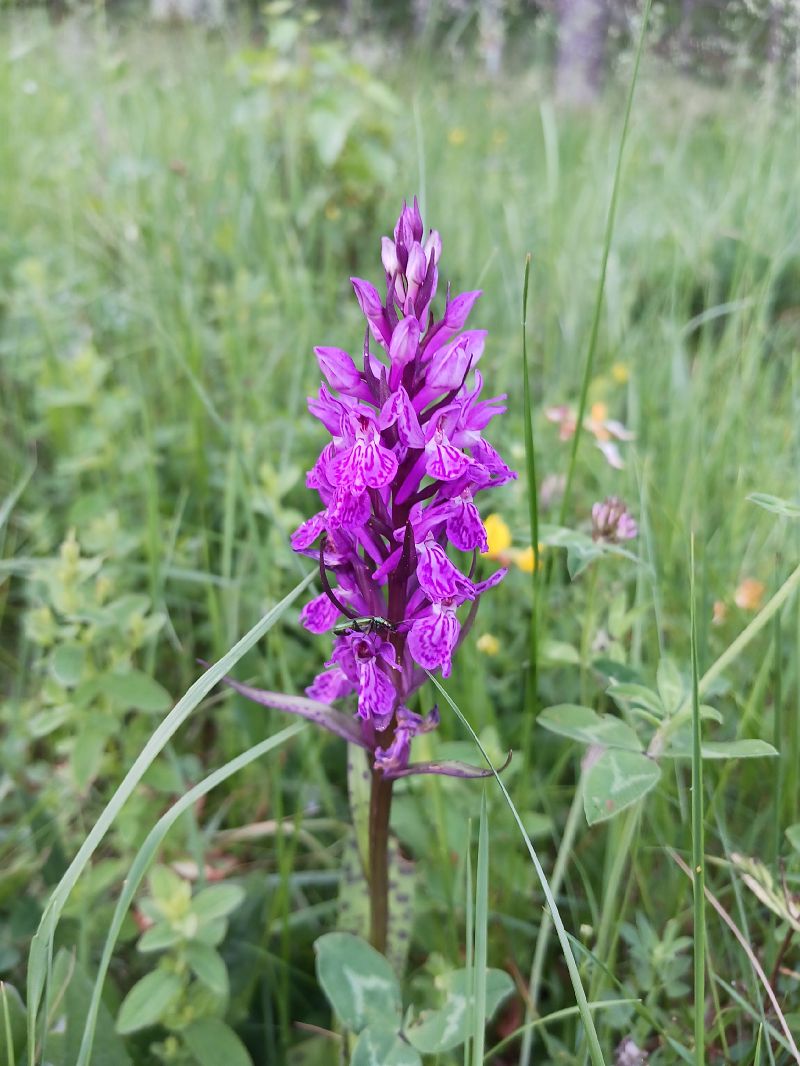 Dactylorhiza indet. group. maculata  - Dolors Rodriguez