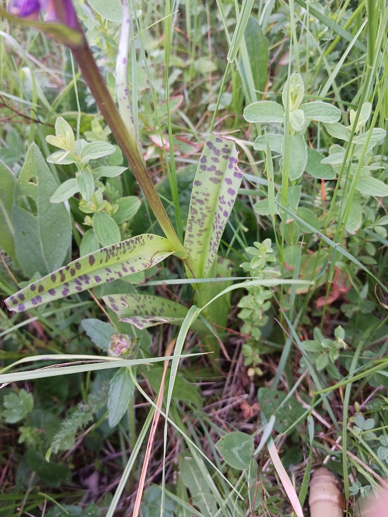 Dactylorhiza indet. group. maculata  - Dolors Rodriguez