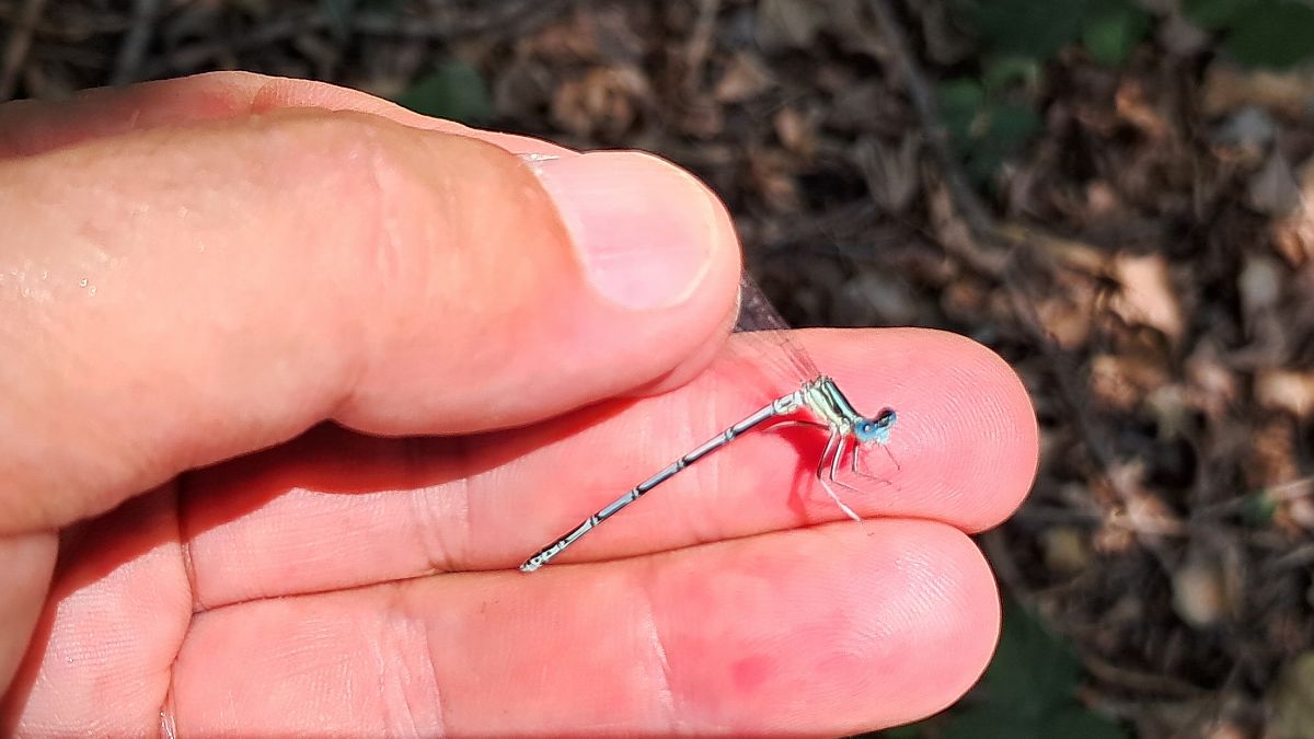 Platycnemis pennipes  - Roberto Fabbri